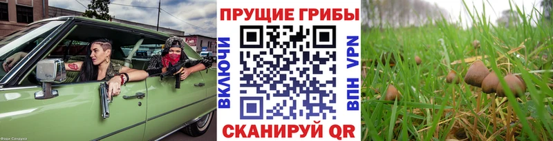 Псилоцибиновые грибы ЛСД  купить наркотики цена  Сосновоборск 